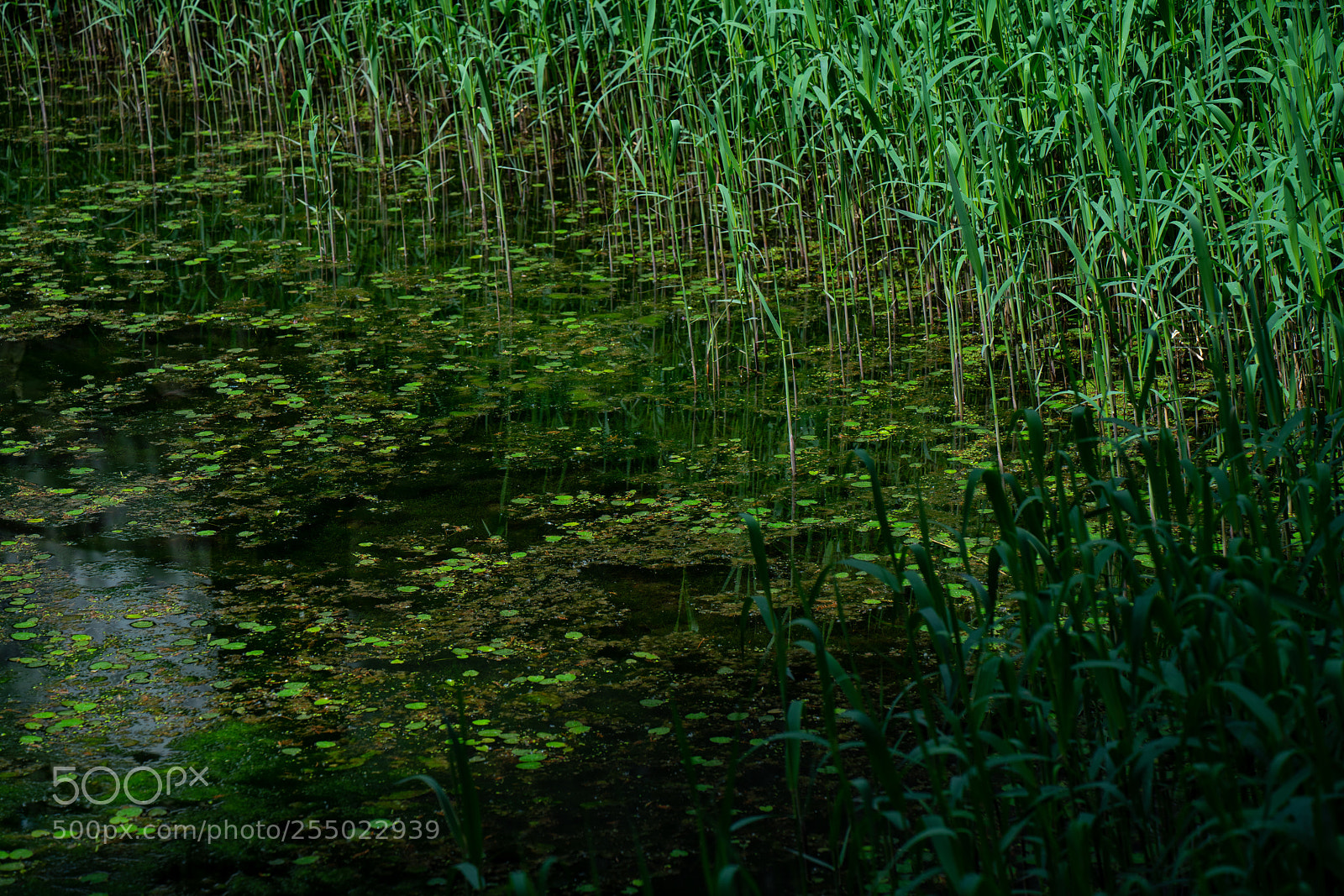 Sony a7R III sample photo. A sleeping pond photography