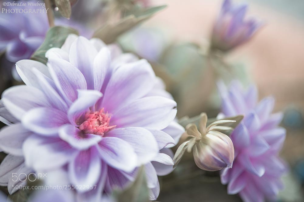 Nikon D800 sample photo. I give my heart photography