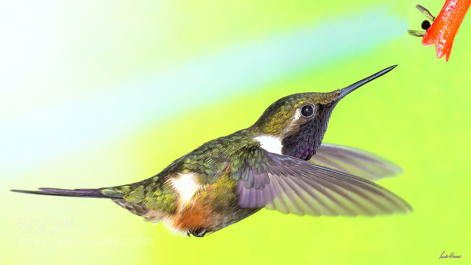 Nikon D600 sample photo. Purple-throated woodstar (male) photography