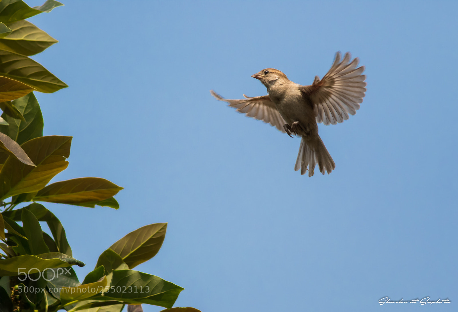 Canon EOS 7D Mark II sample photo. The flying sparrow photography