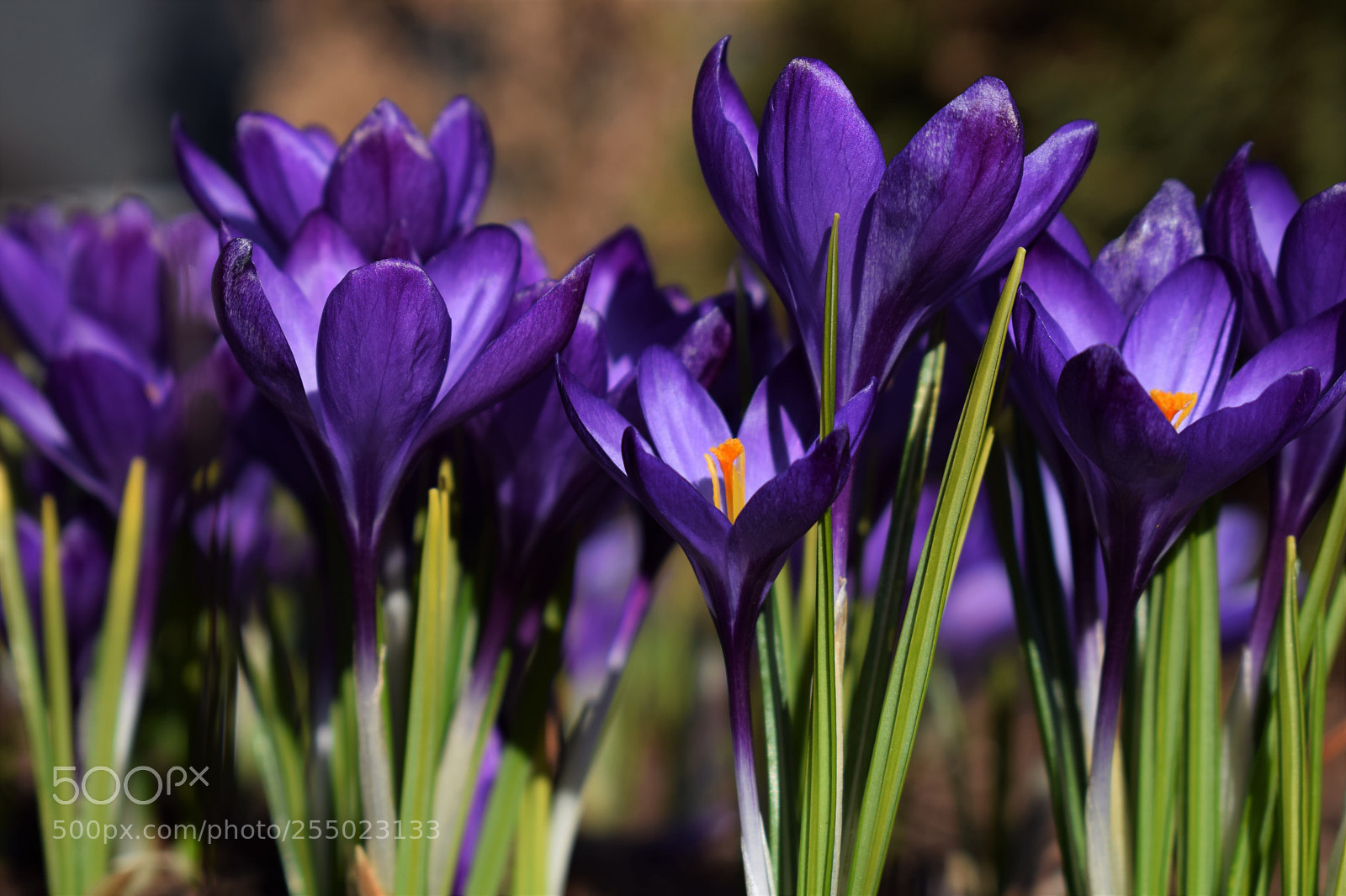 Nikon D3300 sample photo. Crocus photography