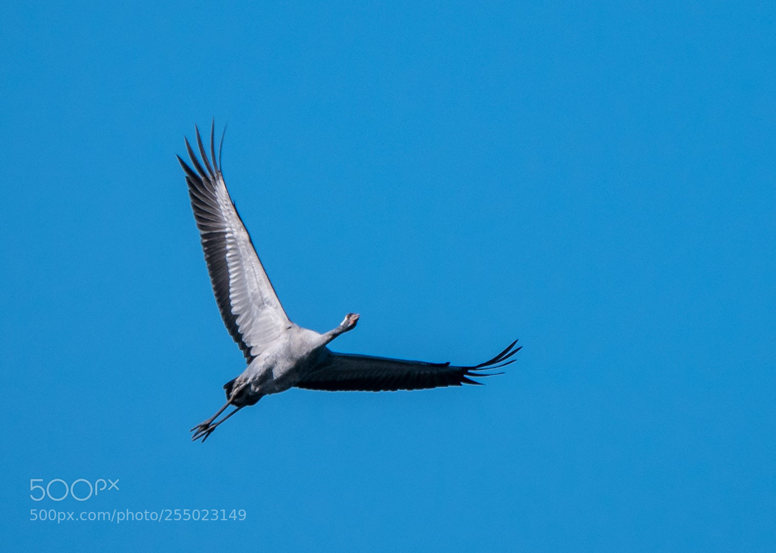 Panasonic Lumix DMC-GX85 (Lumix DMC-GX80 / Lumix DMC-GX7 Mark II) sample photo. Grus grus photography