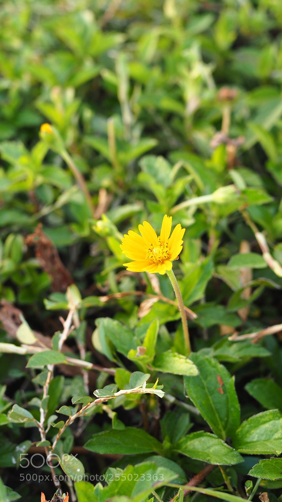 Olympus PEN E-PL7 sample photo. Little yellow photography
