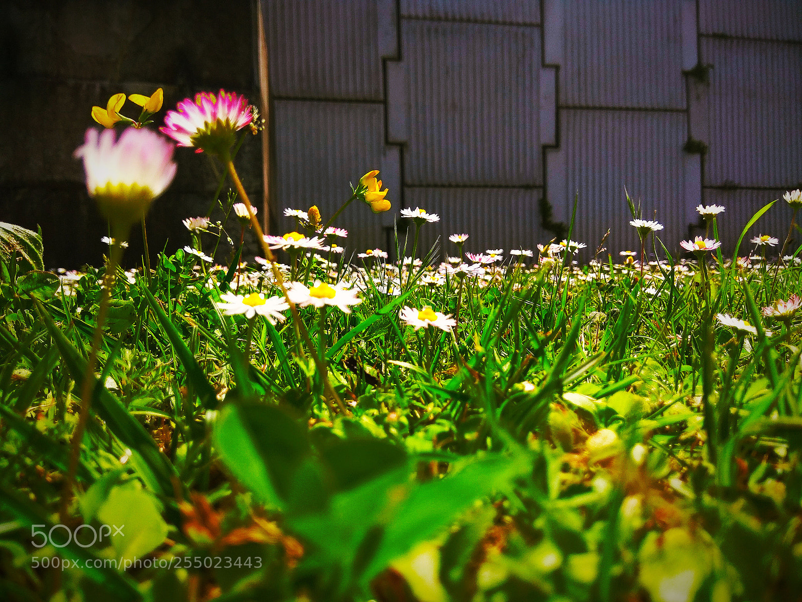 Xiaomi Redmi Note 4 sample photo. Hident little world photography