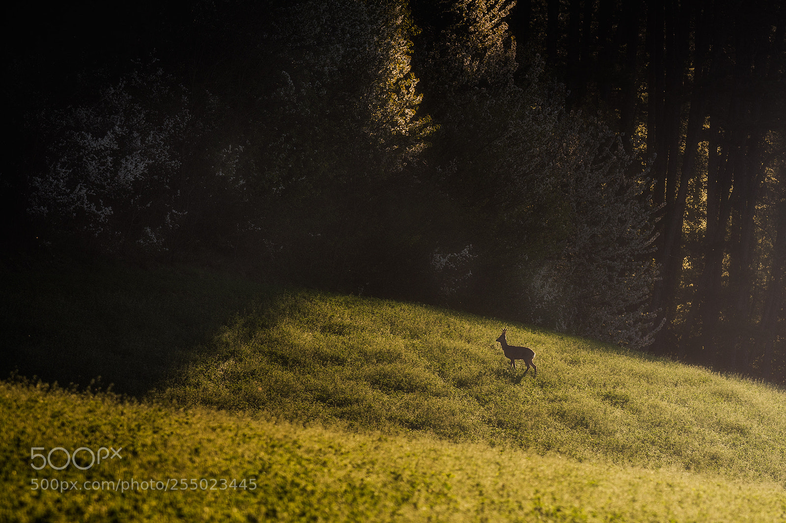 Nikon D7100 sample photo. Deer and the forest photography