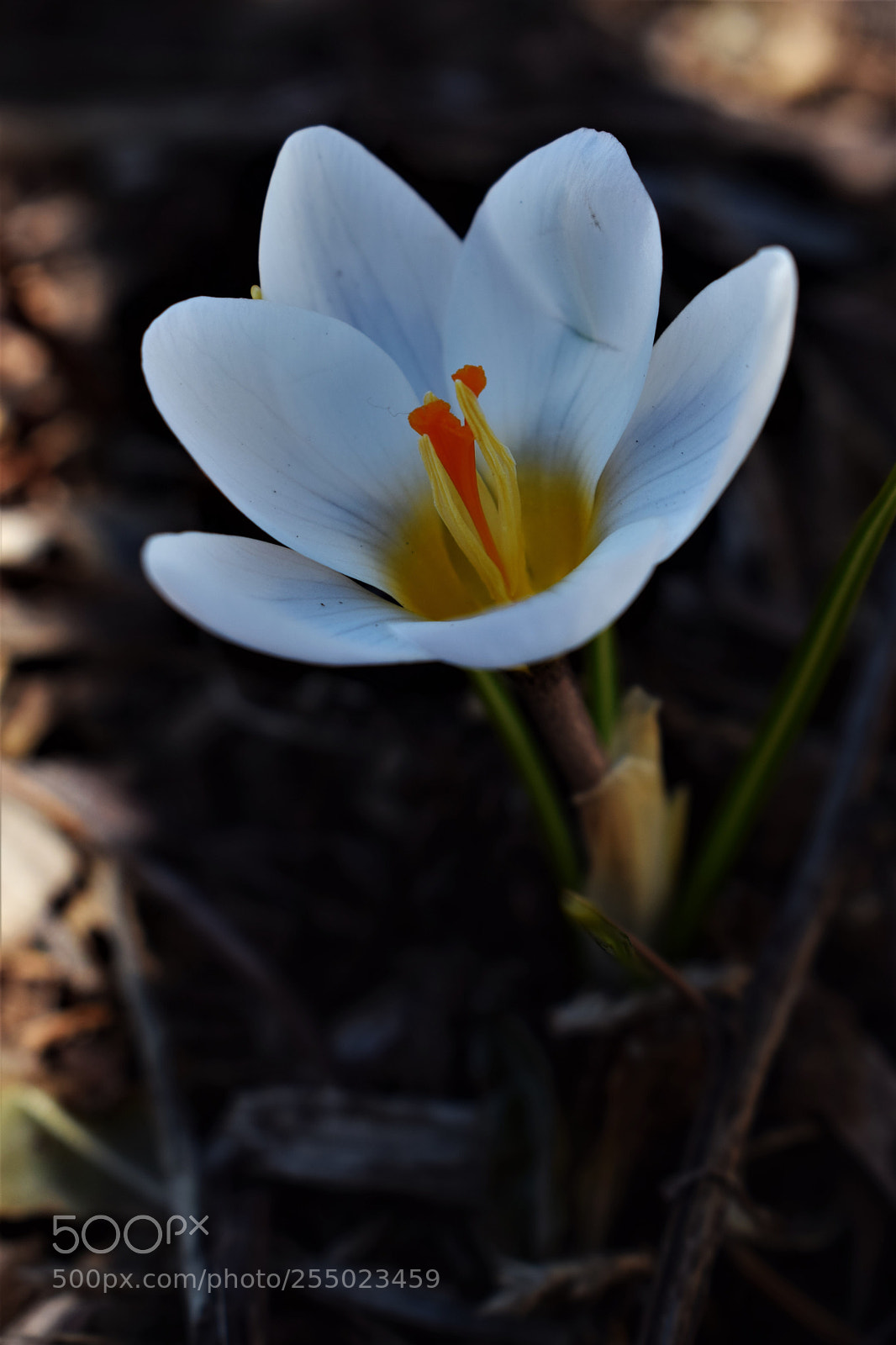 Nikon D3300 sample photo. Crocus photography