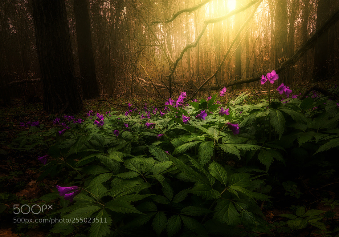 Nikon D610 sample photo. Springtime photography