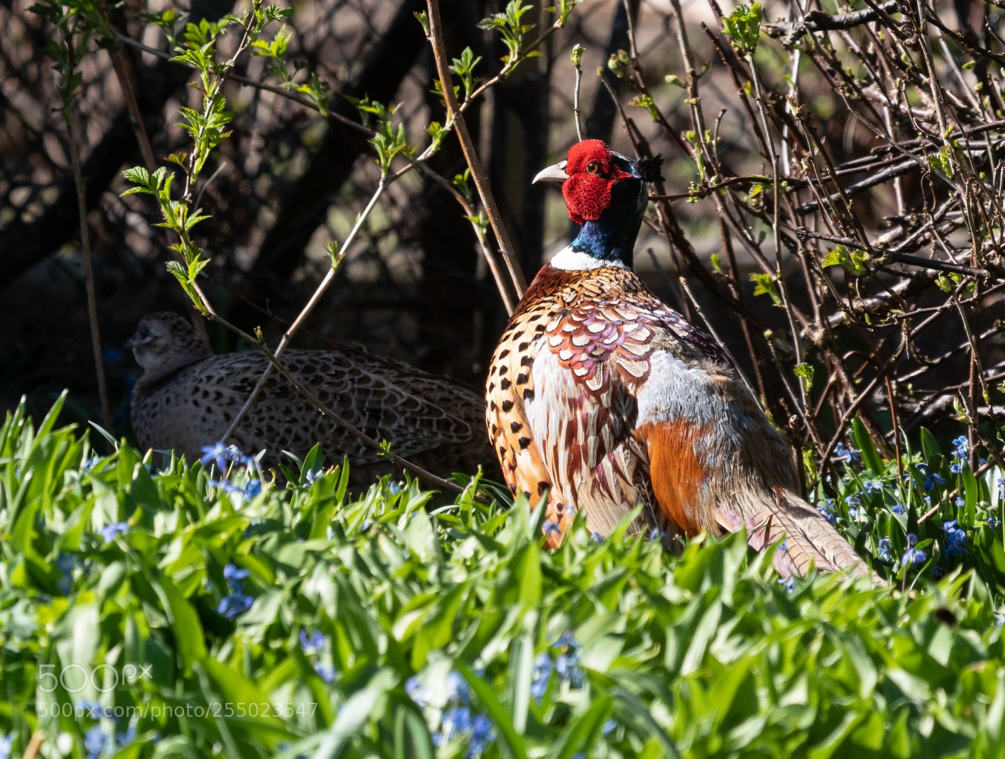 Panasonic Lumix DMC-GX85 (Lumix DMC-GX80 / Lumix DMC-GX7 Mark II) sample photo. Phasianus colchicus photography