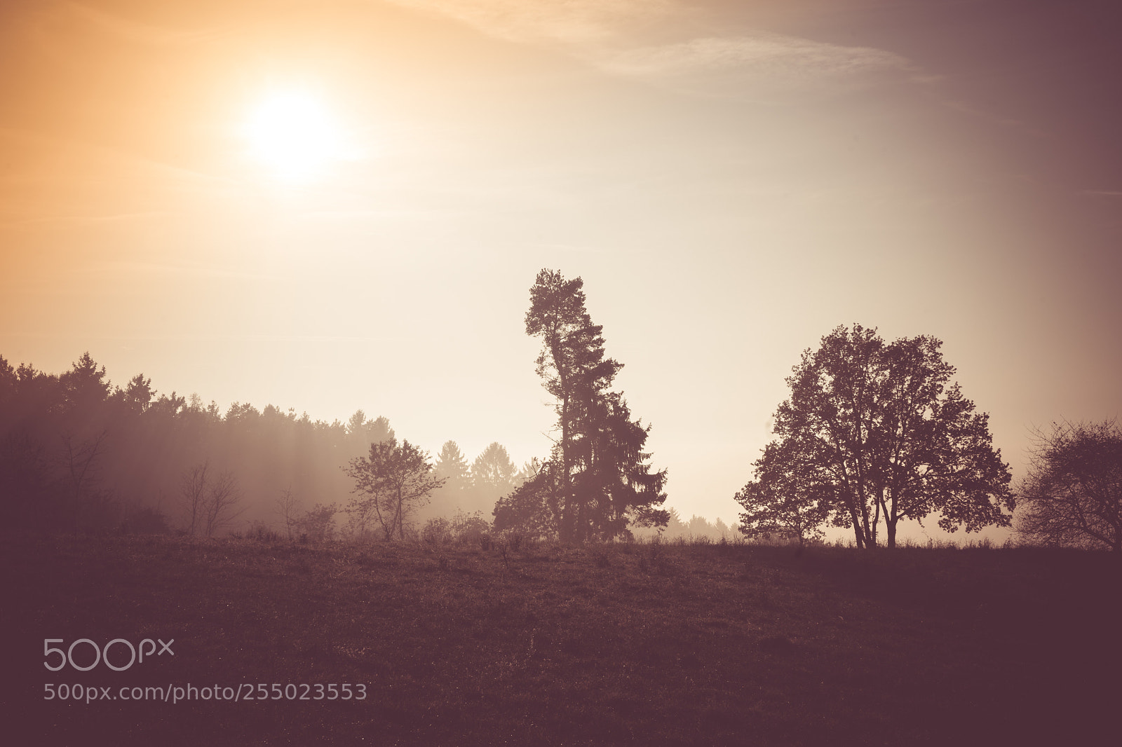 Sony a7 II sample photo. The golden trees photography