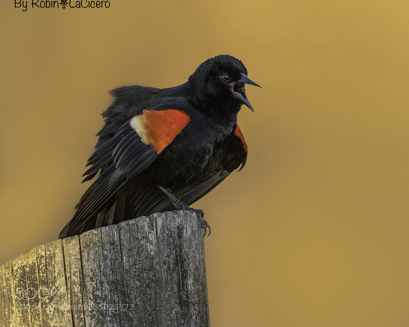 Canon EOS 7D Mark II sample photo. Good morning red winged photography