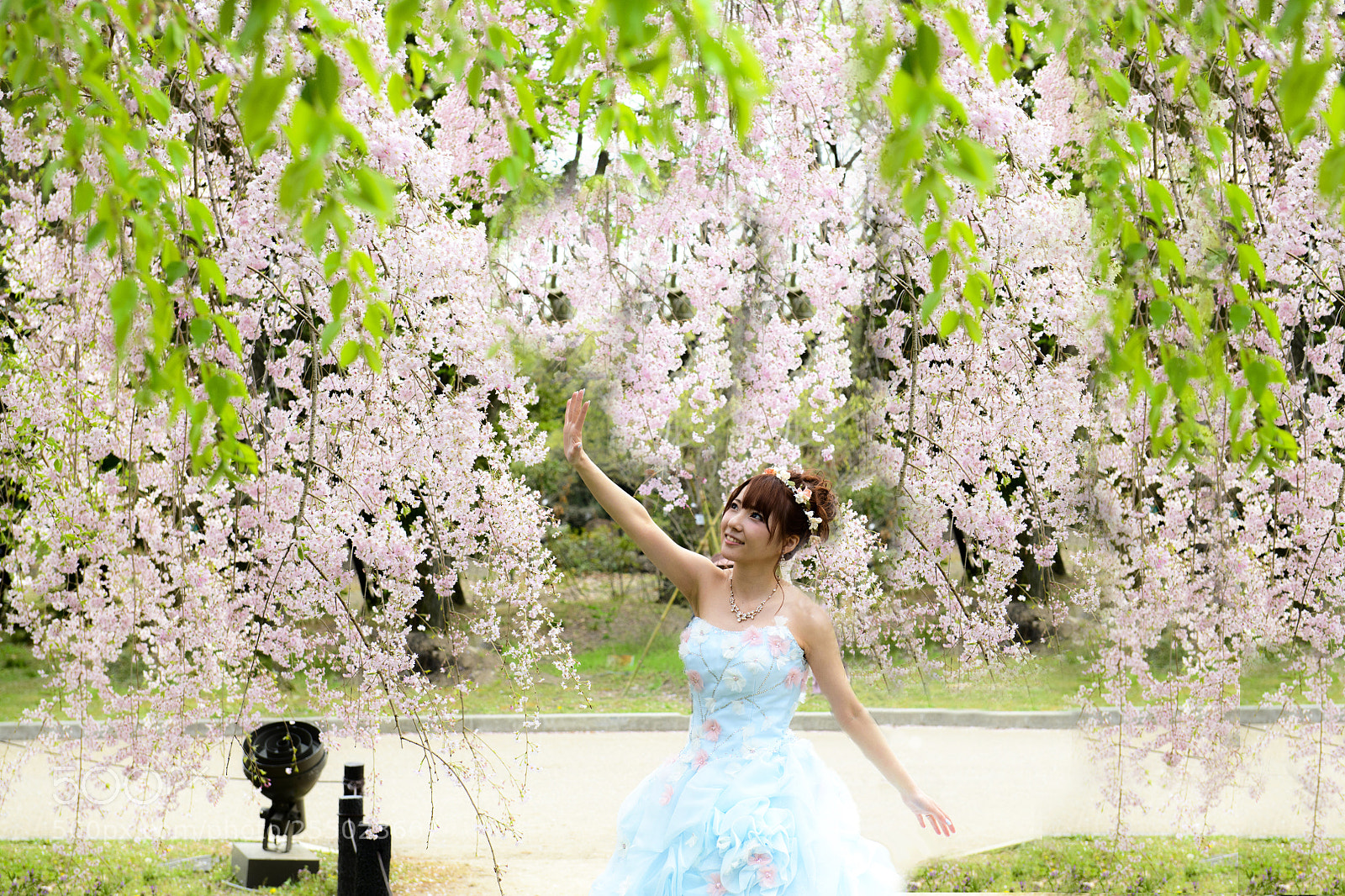 Nikon D850 sample photo. Sakura garden photography