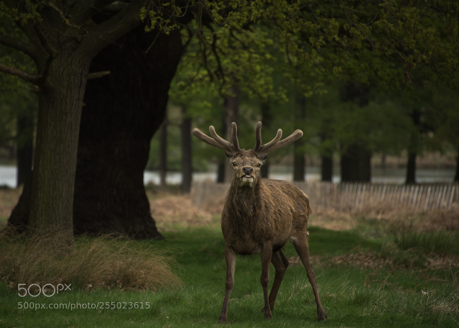 Nikon D810 sample photo. Challenge photography