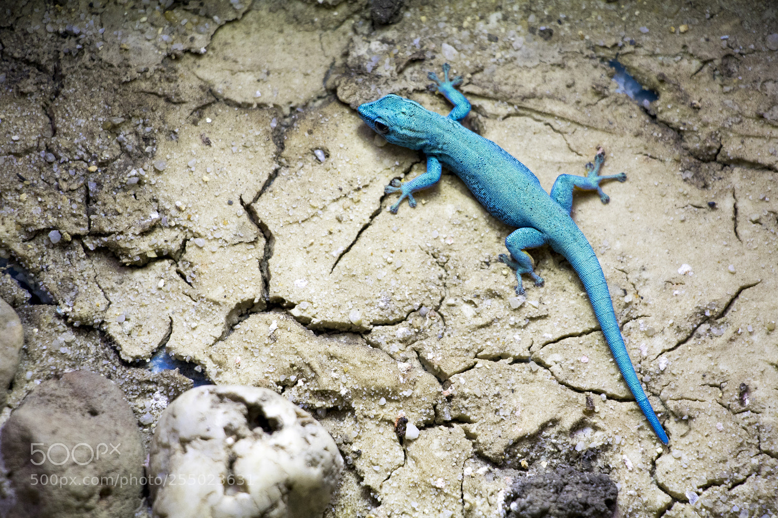 Canon EOS 80D sample photo. Blizzard lizard photography