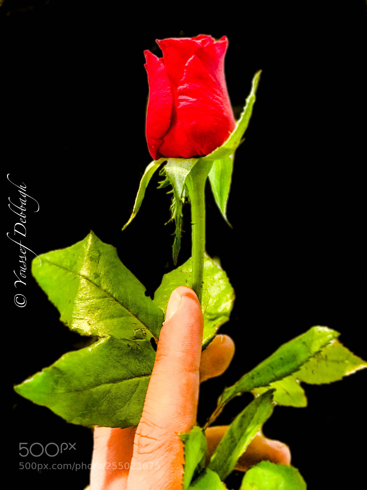 Apple iPhone 7 Plus sample photo. The rose photography