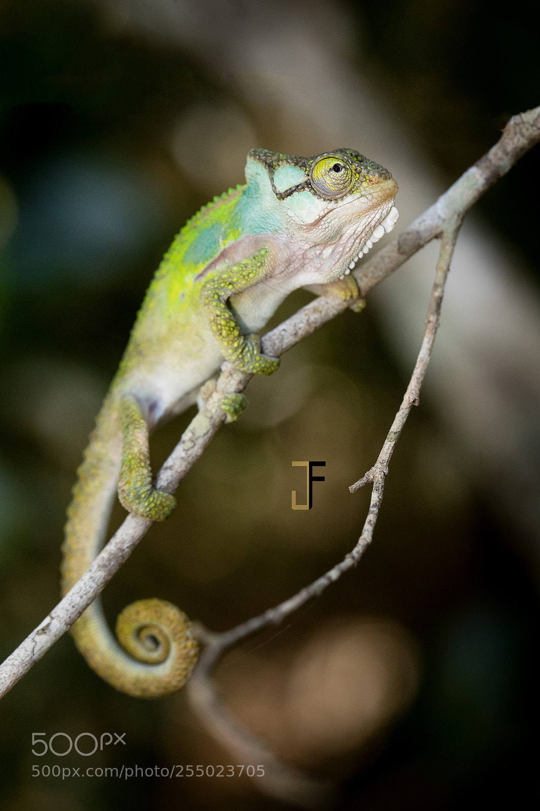 Canon EOS-1D X Mark II sample photo. Bradypodion damaranum - knysna photography