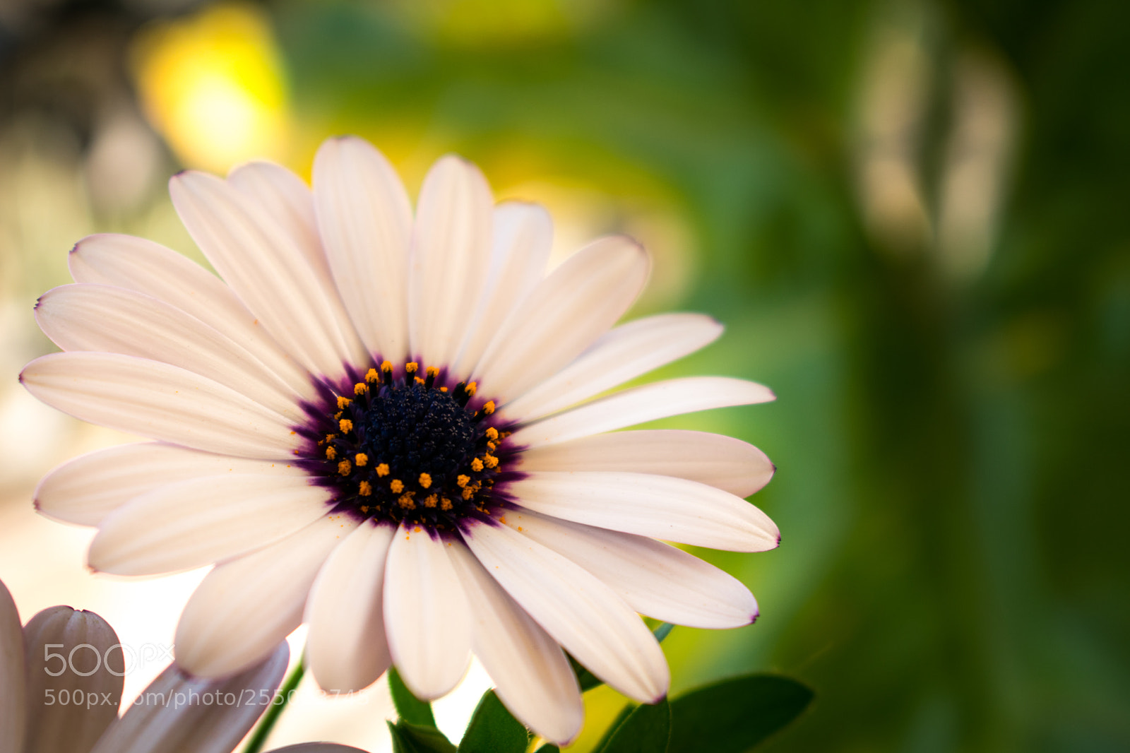 Nikon D3400 sample photo. Innocence photography