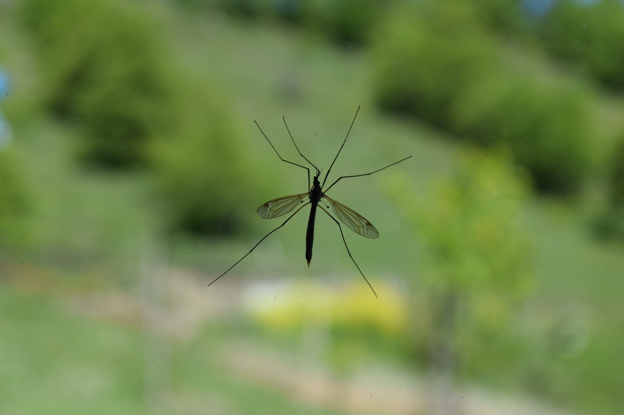 Nikon D5300 sample photo. .. photography