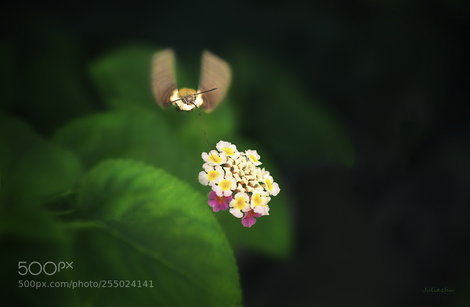Canon EOS 5D sample photo. Untitled photography