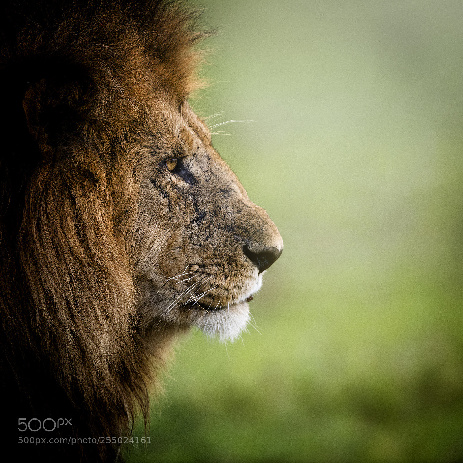 Nikon D850 sample photo. Male lion at sunrise photography