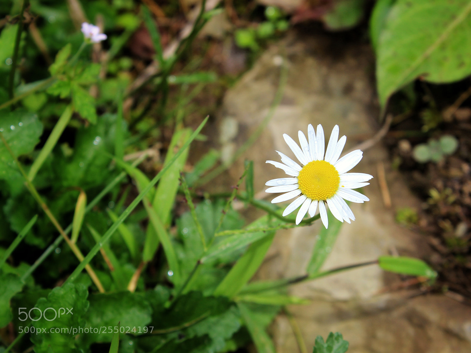 Canon EOS 600D (Rebel EOS T3i / EOS Kiss X5) sample photo. Survive photography