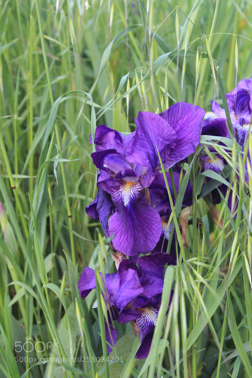 Canon EF-S 18-55mm F3.5-5.6 III sample photo. Untitled photography