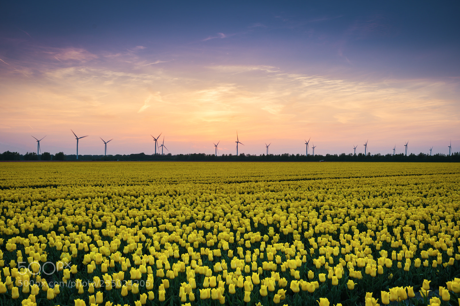 Nikon D7200 sample photo. Tulip field during sunset photography