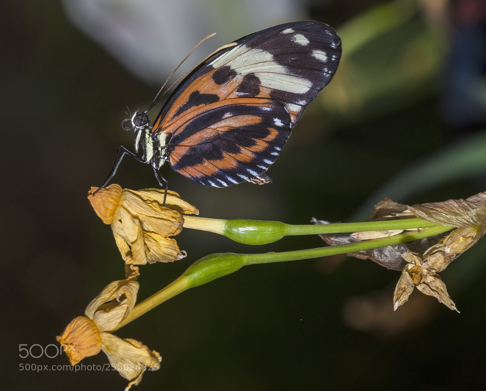 Nikon D90 sample photo. Butterfly photography
