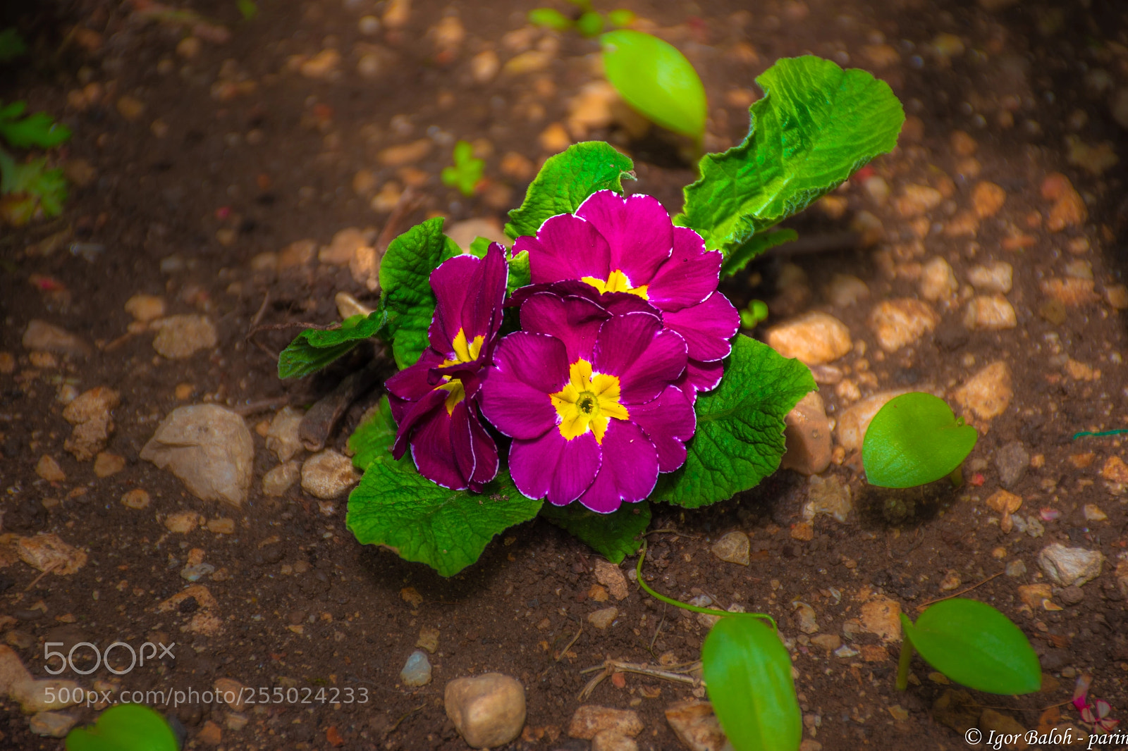 Nikon D5500 sample photo. Flower photography