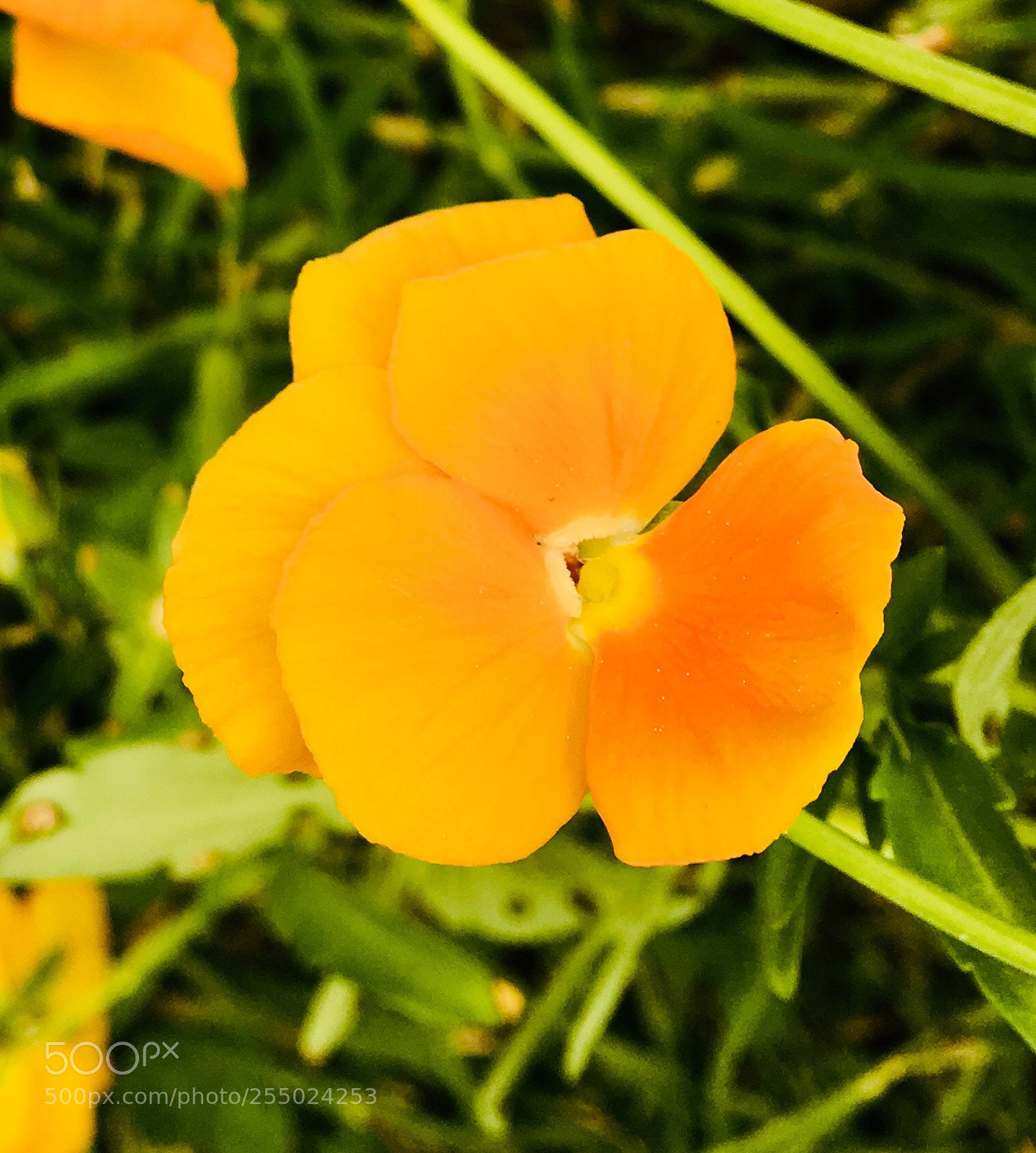 Apple iPhone 6s Plus sample photo. Untitled photography