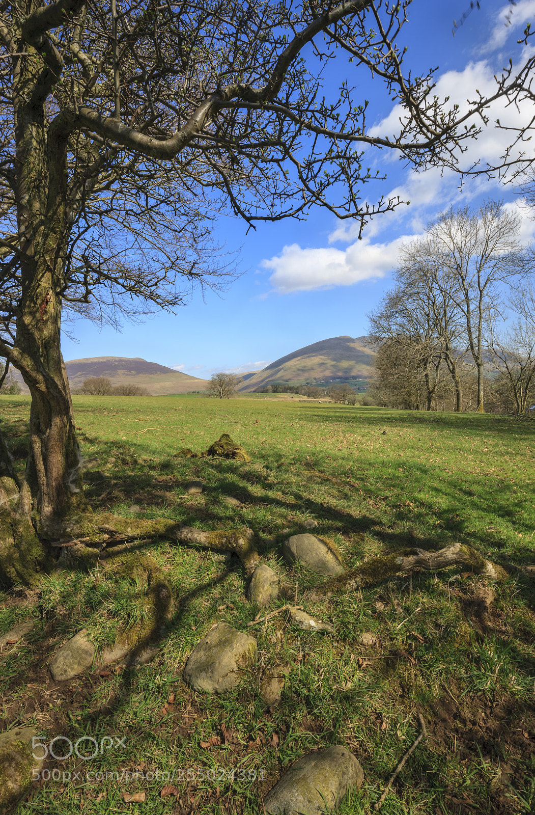 Canon EOS-1Ds Mark III sample photo. Shadow tree photography