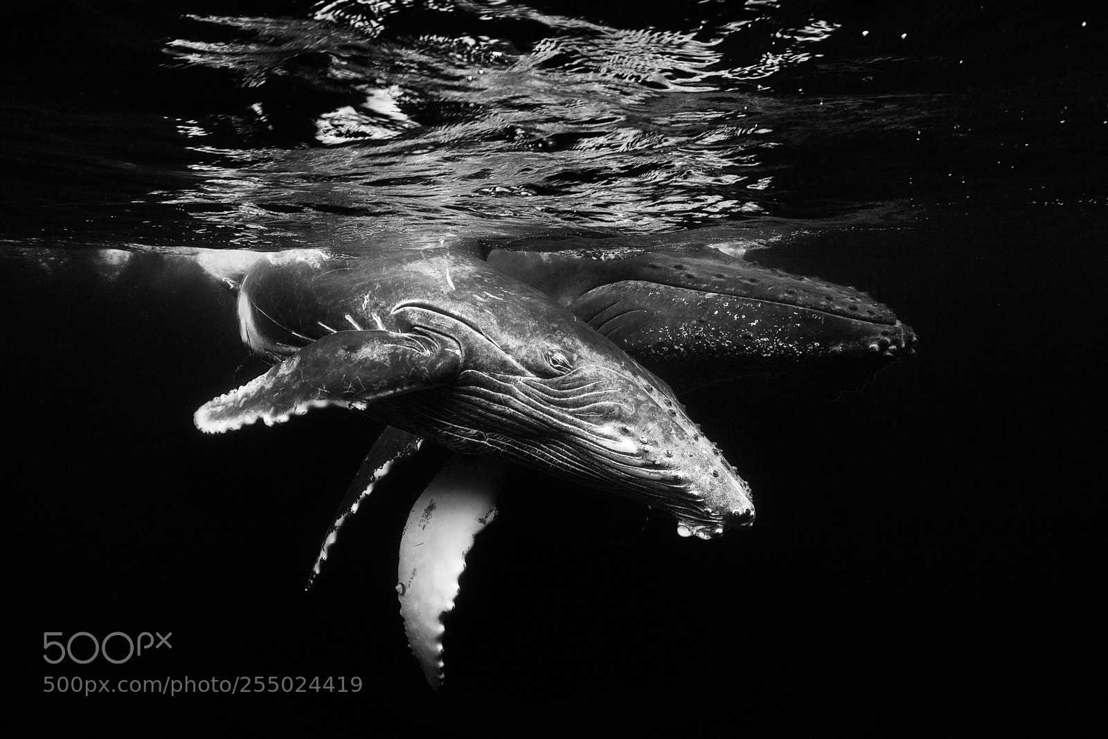Canon EOS 5D Mark II sample photo. Black and whale family photography