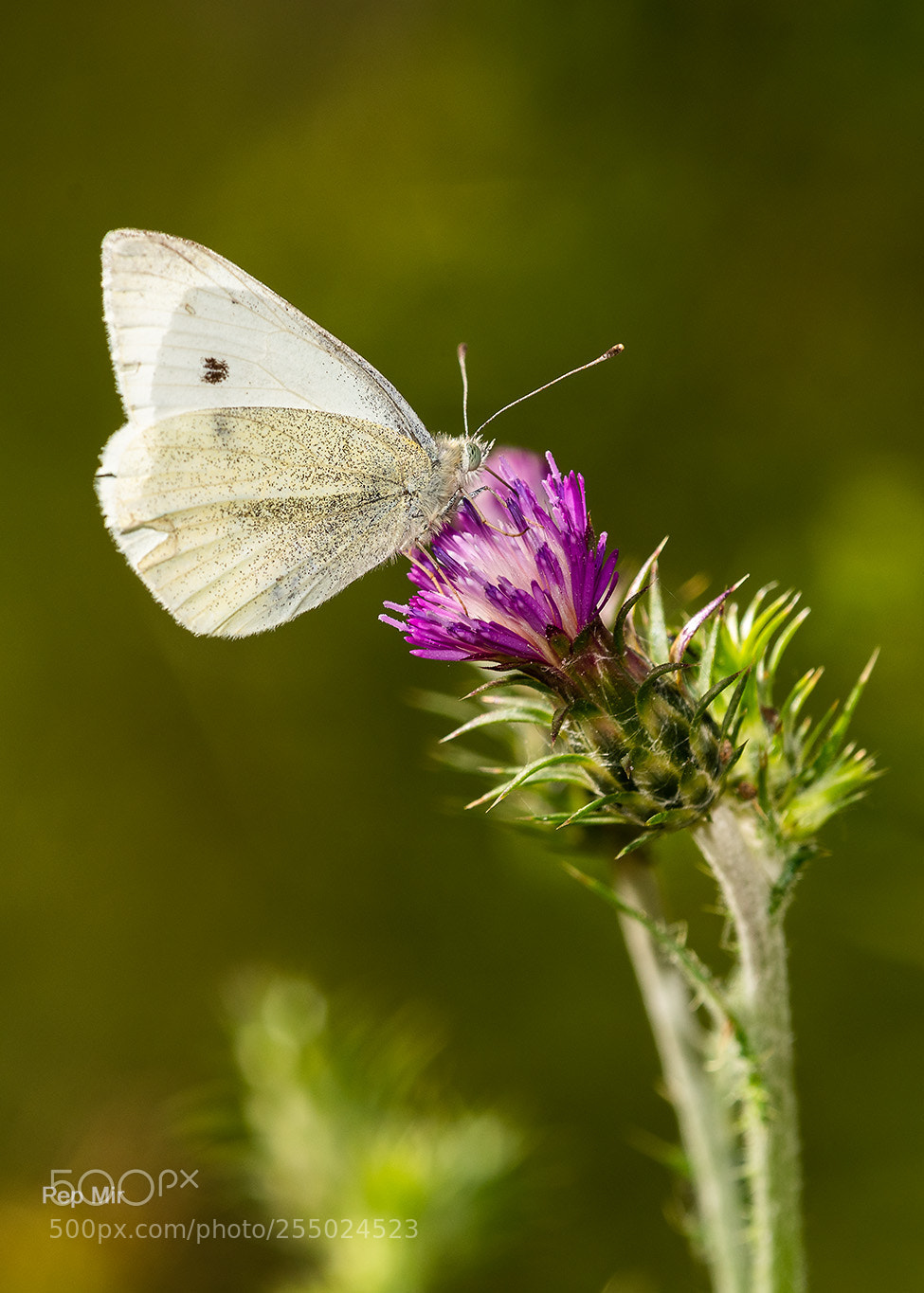 Sony a99 II sample photo. Pieris brassicae photography