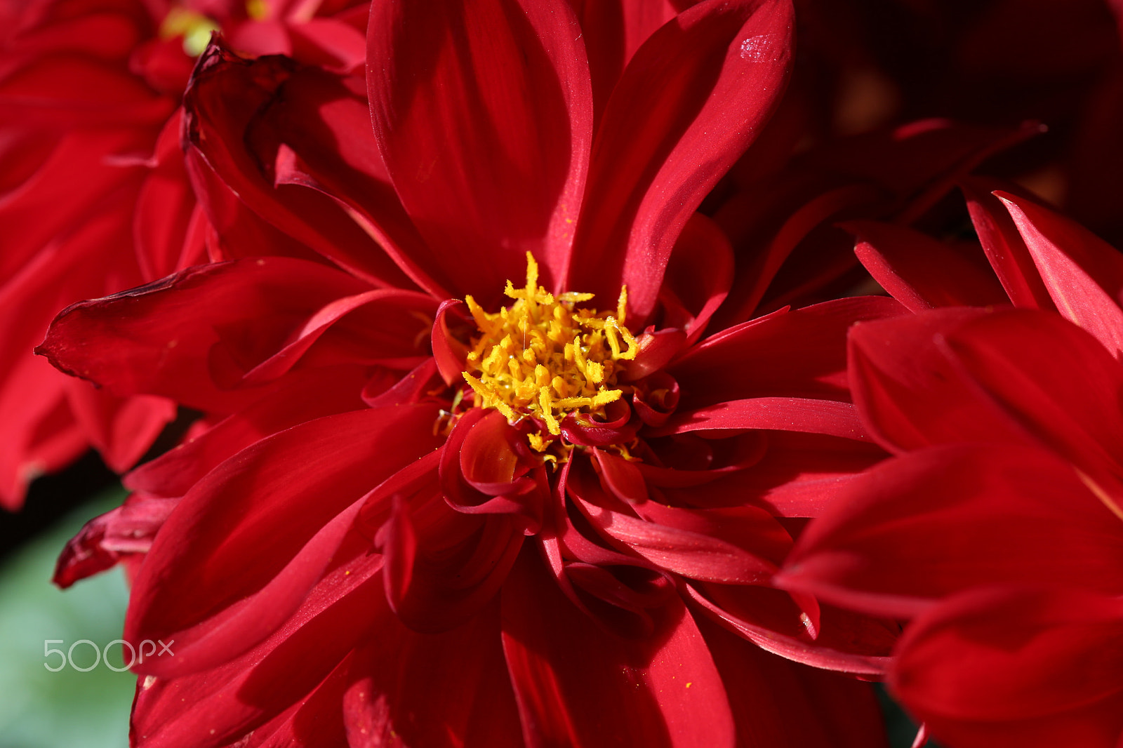 Canon EF 100mm F2.8 Macro USM sample photo. Color of the day 10 photography