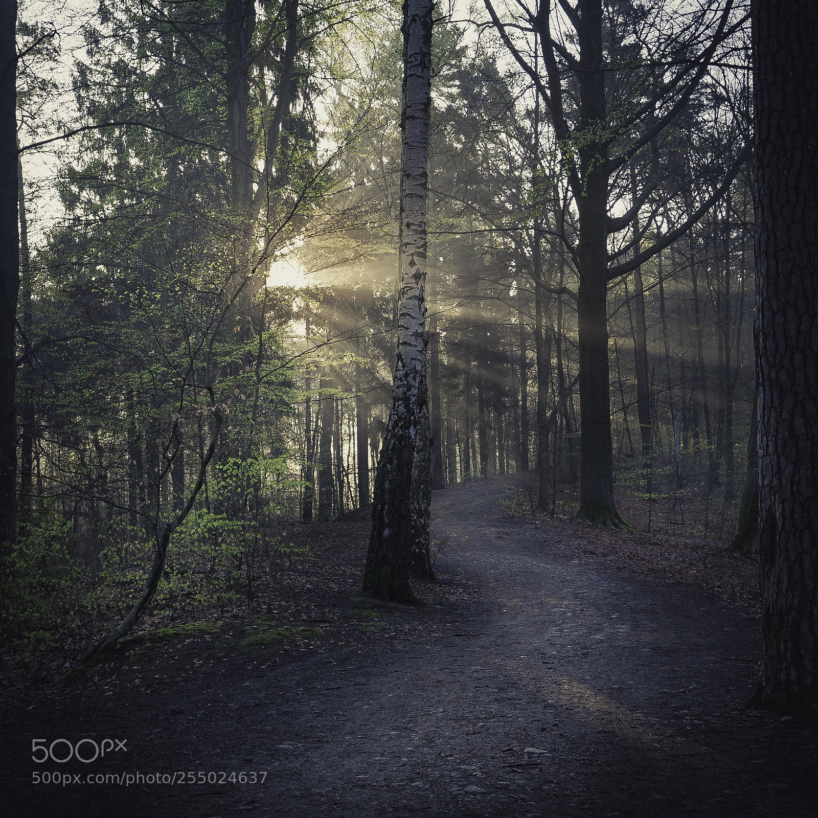 Canon EOS 5D sample photo. Moody morning photography