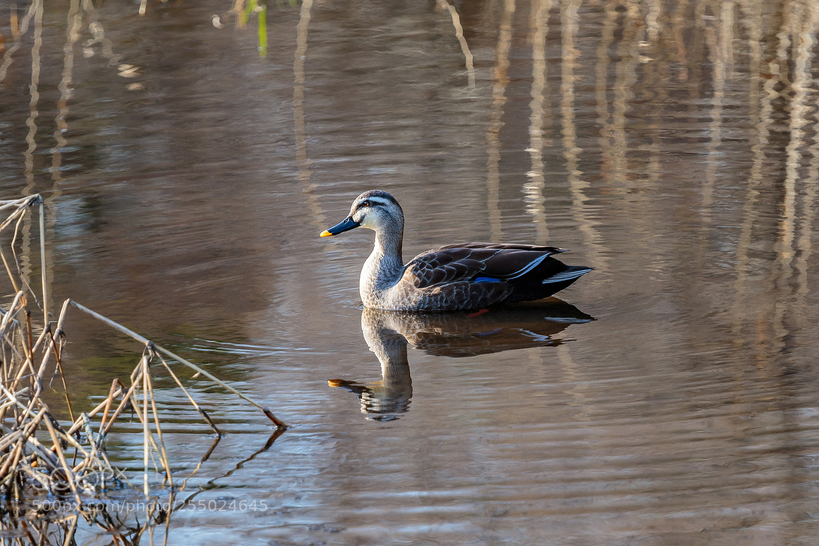 Canon EOS 6D sample photo. Large duck swimming across photography