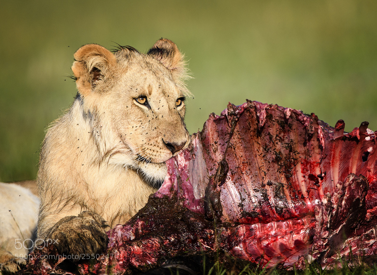 Nikon D850 sample photo. Lion with prey, masai photography