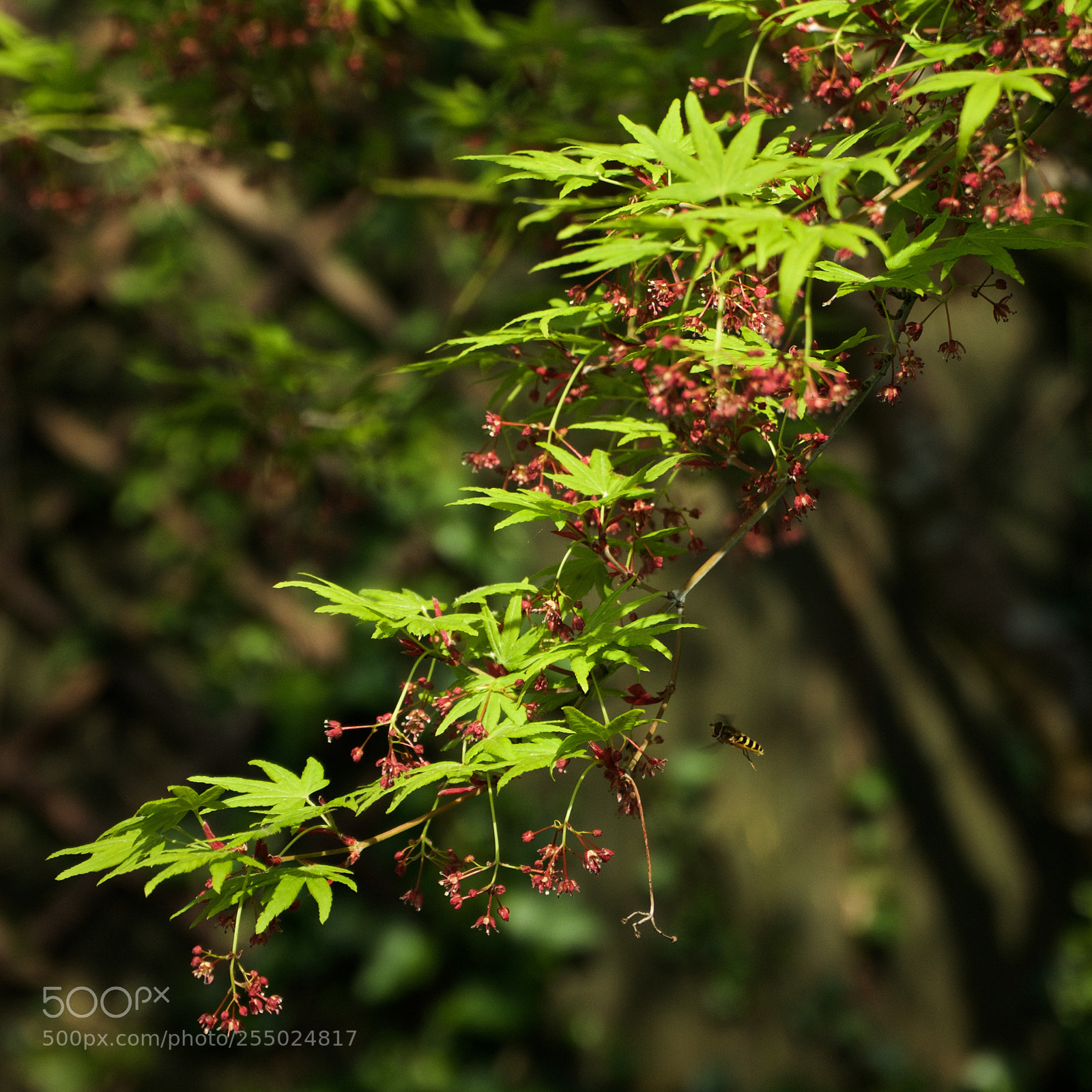 Sony a7 sample photo. Heading for the acer photography