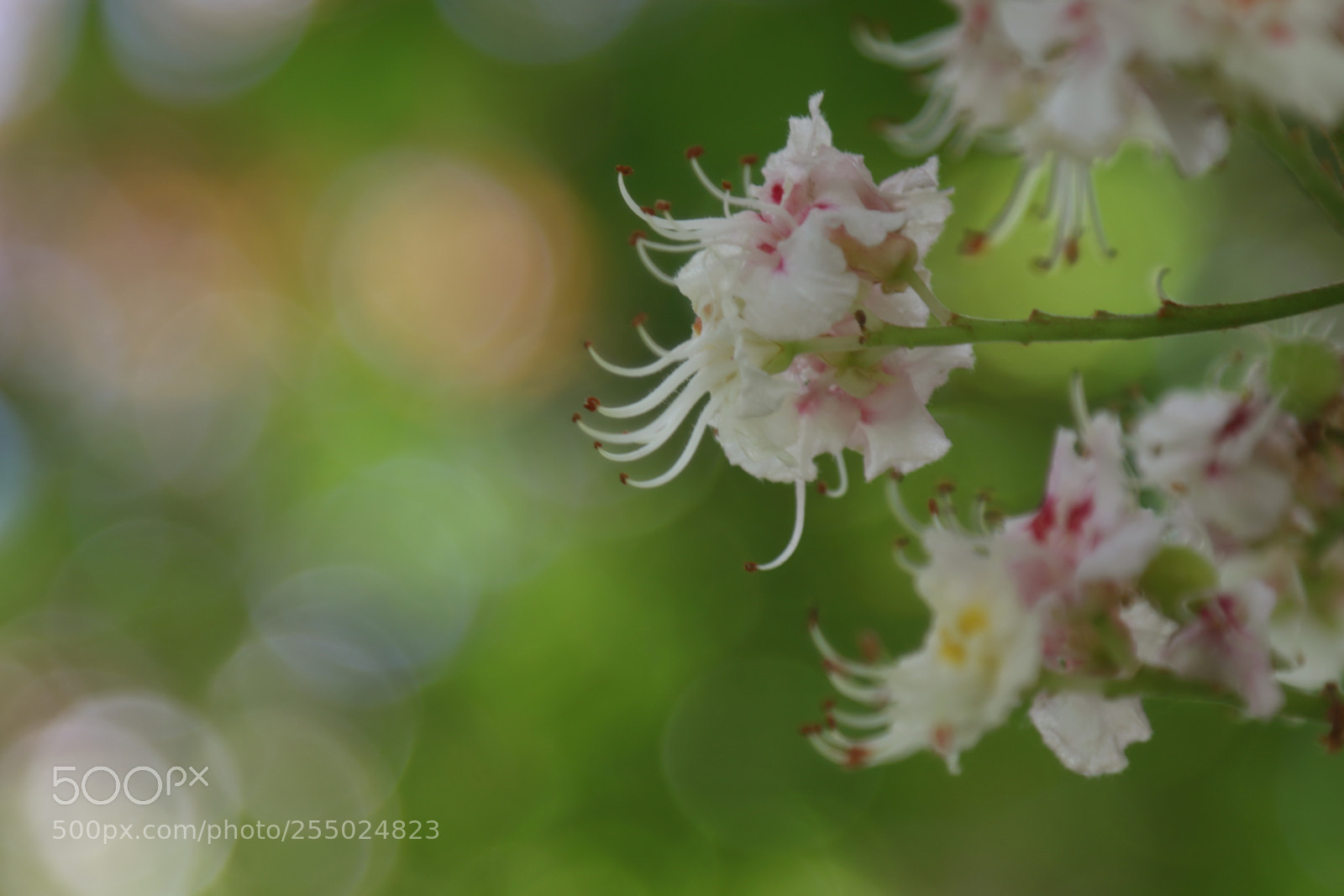 Canon EOS 7D Mark II sample photo. Life photography