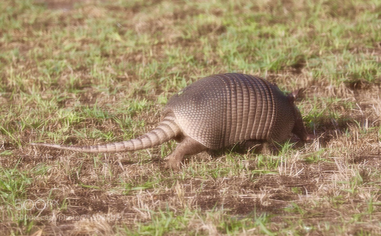 Canon EOS 80D sample photo. Armadillo visitor  photography
