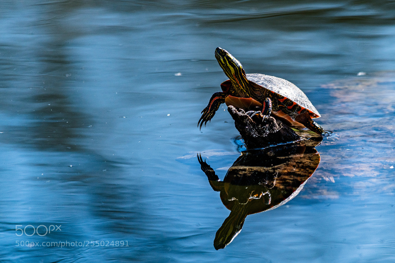 Nikon D850 sample photo. Turtle paradise photography