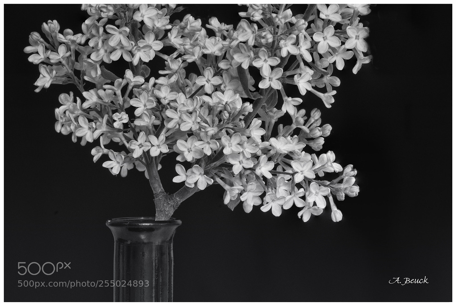 Sony a7 sample photo. Flieder photography