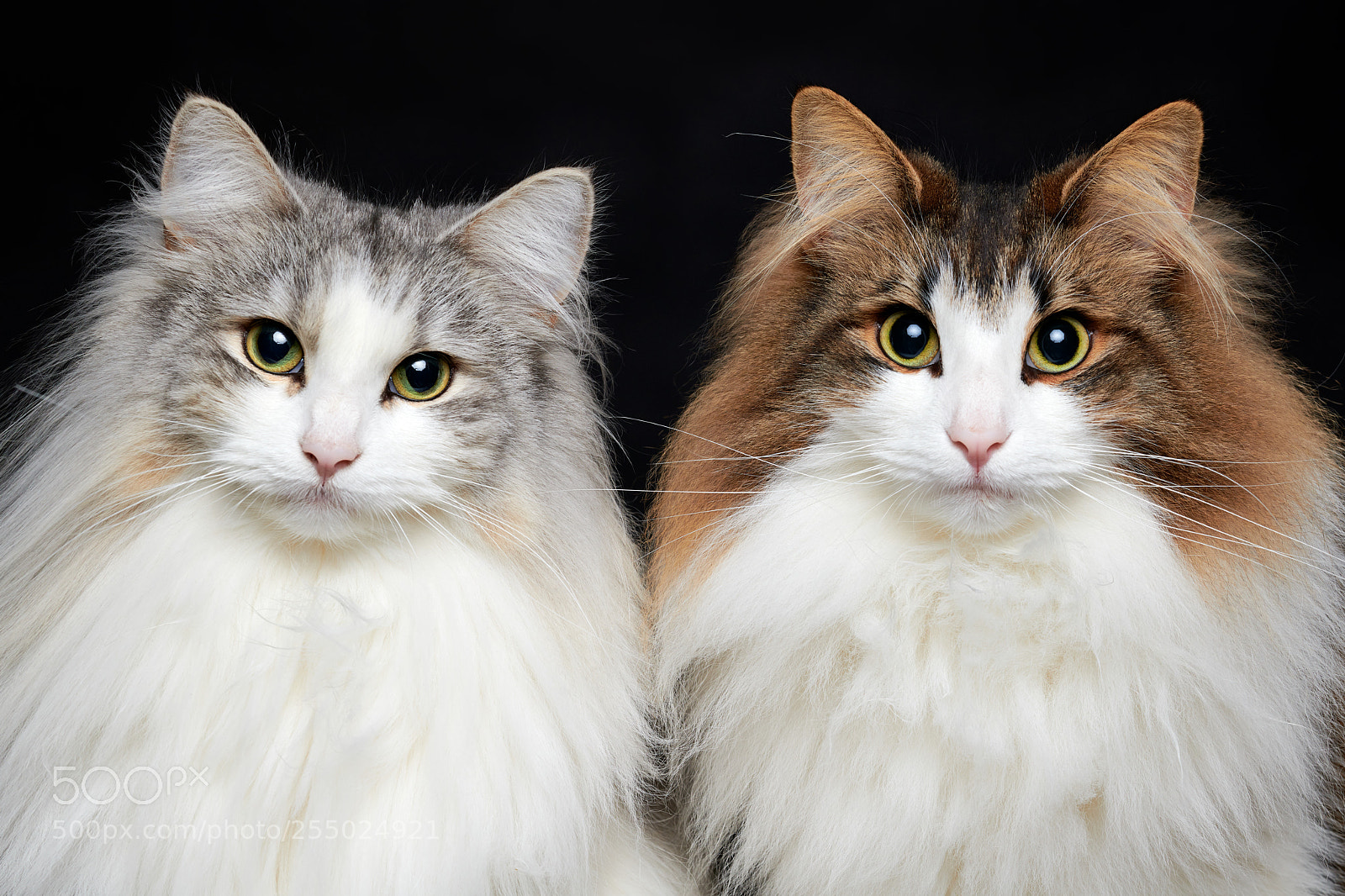 Nikon D850 sample photo. Cats photography