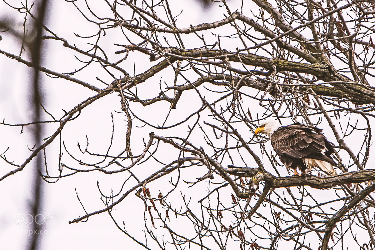 Nikon D7200 sample photo. Eagle eyes photography