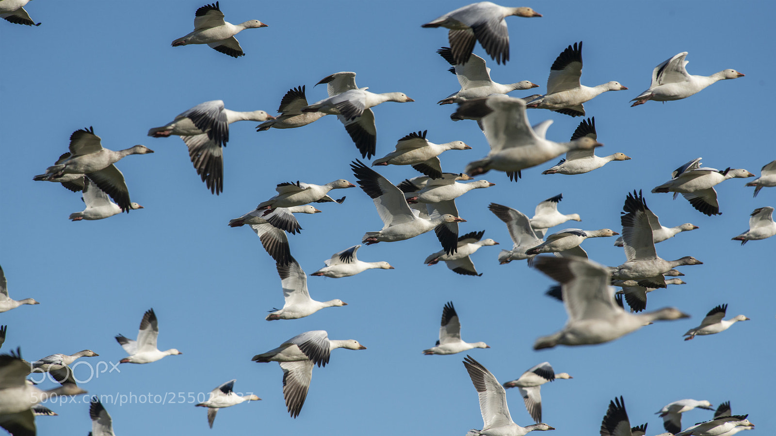 Nikon D800E sample photo. Snow geese photography