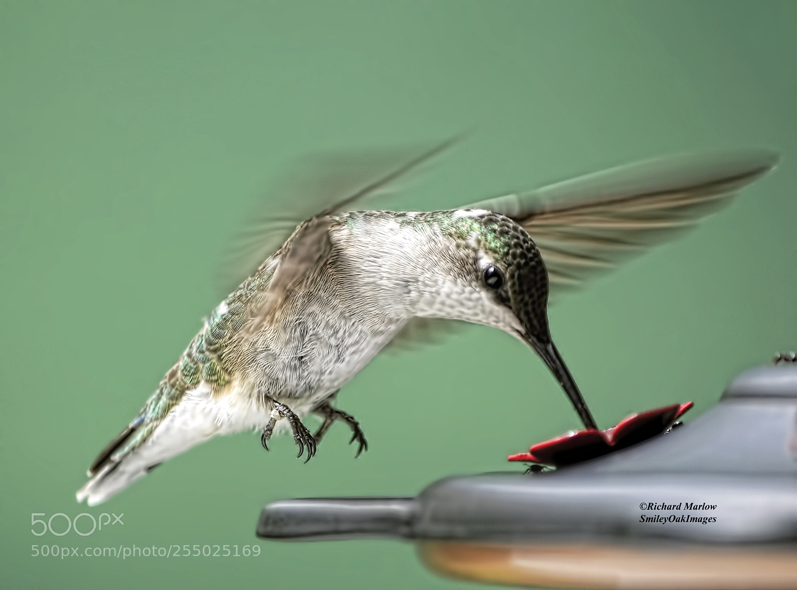 Nikon D5000 sample photo. Hummingbird photography