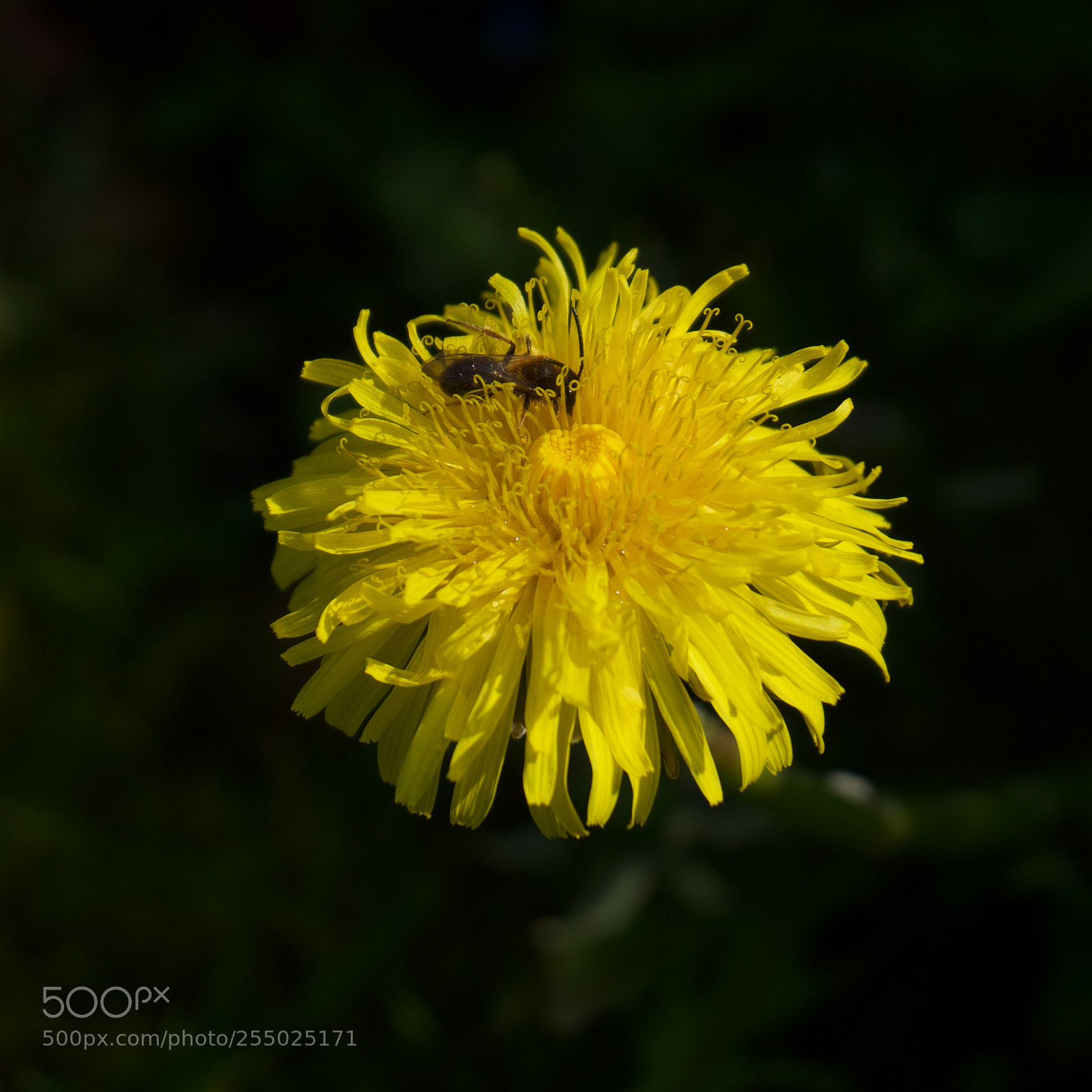 Sony a7 sample photo. Dandelion nectar photography
