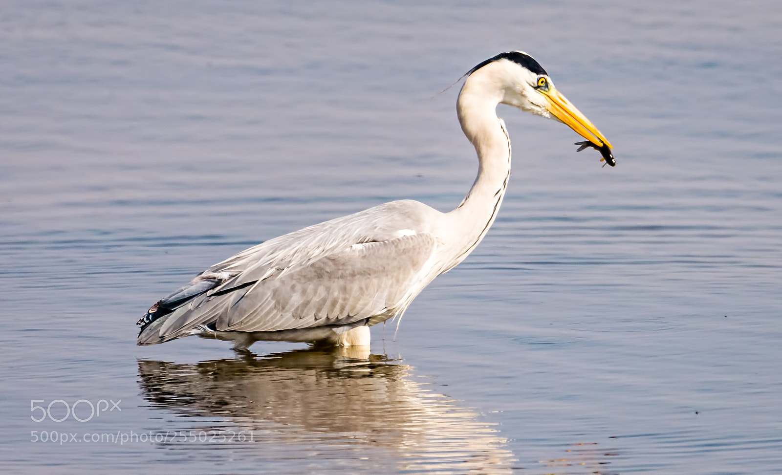 Nikon D850 sample photo. Great blue heron with photography