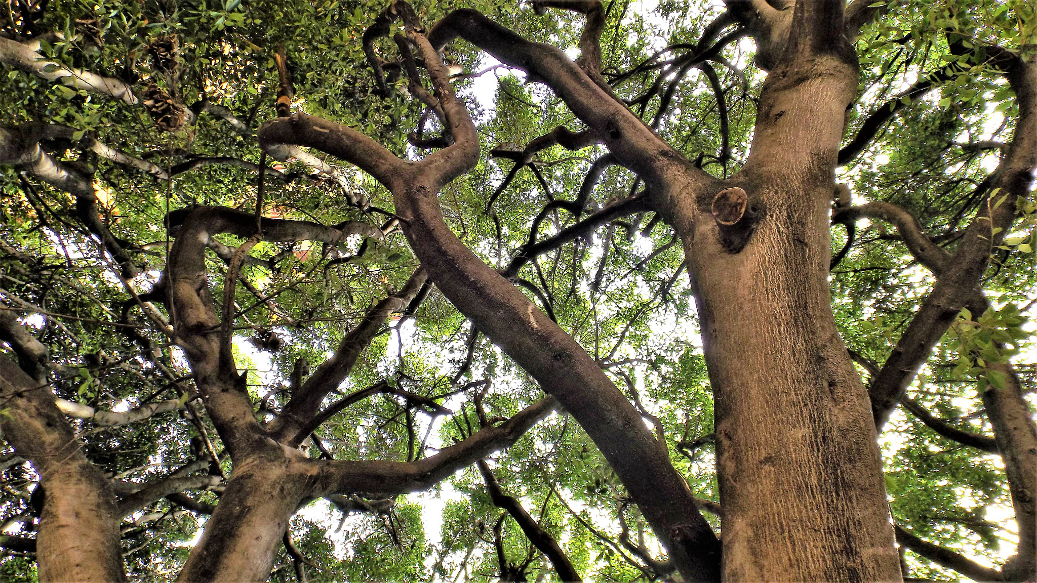 Fujifilm FinePix S4800 sample photo. Old tree at church's patio photography