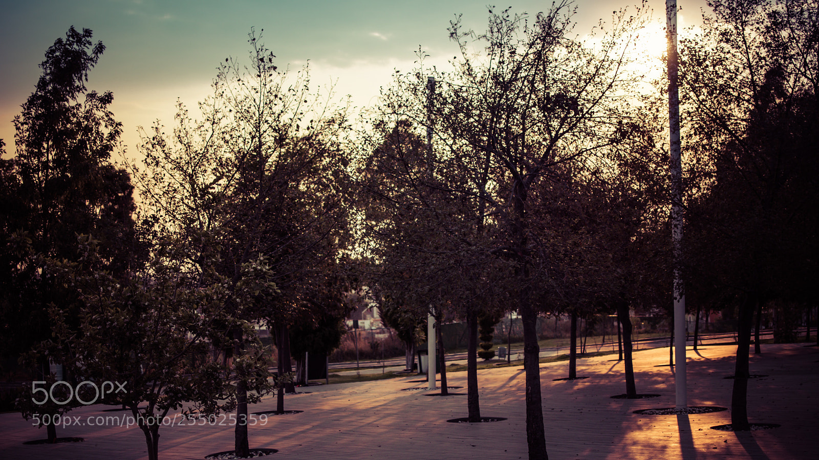 Nikon D5500 sample photo. Old tree
 photography
