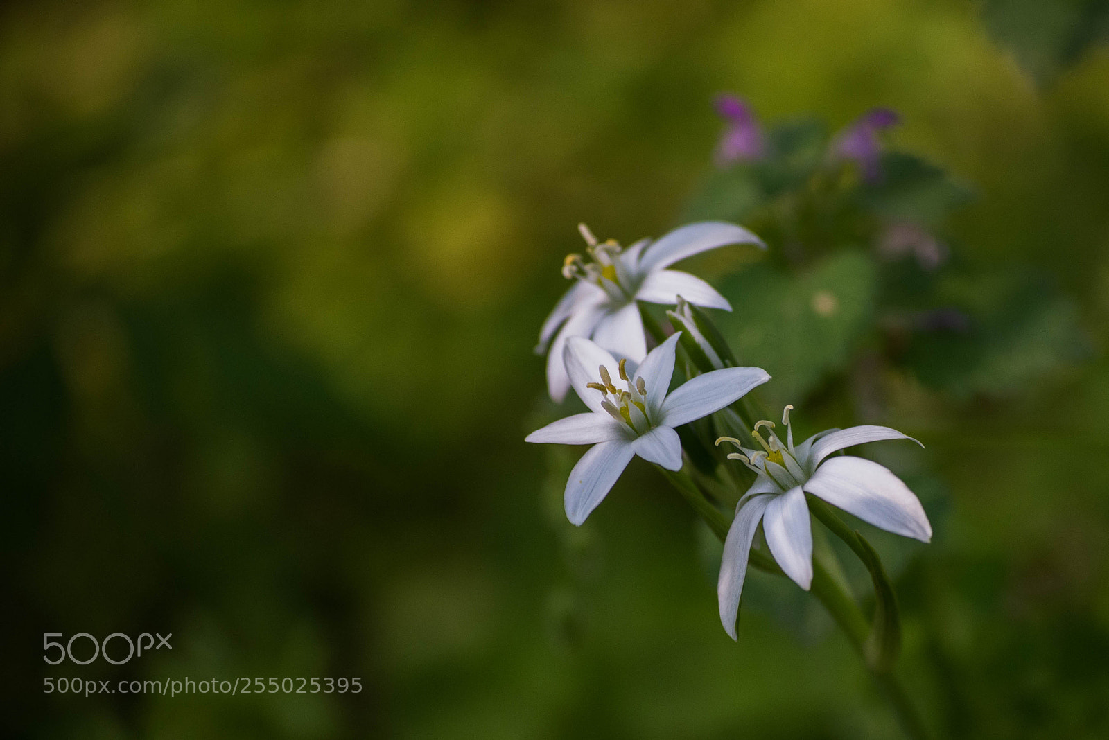 Nikon D610 sample photo. Flowers. photography